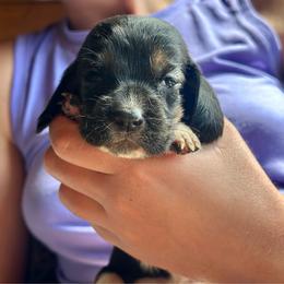 Female 3 - Black and white female Basset Hound puppy in Lindley, New York from Hill Top Basset Hounds & Cane Corso