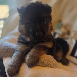 Rosé Lumière Lunaire Elite Von Haus (Teal Collar) - Black and red female German Shepherd puppy in Grants Pass, Oregon from Elite Von Haus German Shepherds