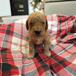 Gracie - Apricot female Goldendoodle puppy in Sugarcreek, Ohio from True Hearted Doodles