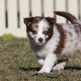 Australian Shepherd, Miniature American Shepherd, and Miniature Australian Shepherd Puppies from Painted Blue Aussies