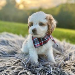 Clover - Blenheim female Cavapoo puppy in Natural Bridge, Virginia from Padgetts Hill Puppies