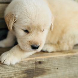 Gretchen - Golden female Golden Retriever puppy in Saint Pauls, North Carolina from Copperfield’s Goldens