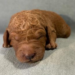 Basil - Apricot male Goldendoodle puppy in Rochester, New York from Willowgreen Goldendoodles
