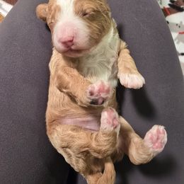 Heath - Red male Cavapoo puppy in Fordland, Missouri from K&K's Puppy Kingdom