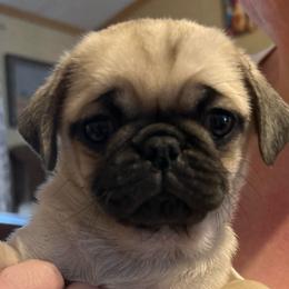 Goldie (price reduced) - Fawn female Pug puppy in Morgantown, West Virginia from Groovy Pugs