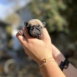 Beatrice - Pug puppy from Milan Pugs