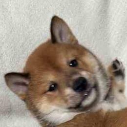 Kobe - Red male Shiba Inu puppy in Tamarac, Florida from The Queen of Shibas