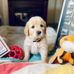Golden Retriever Puppies from TaylerMade Goldens