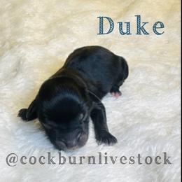 Duke - Black tri male Toy Australian Shepherd puppy in Gillette, Wyoming from Cockburn’s Toy and Mini Australian Shepherds