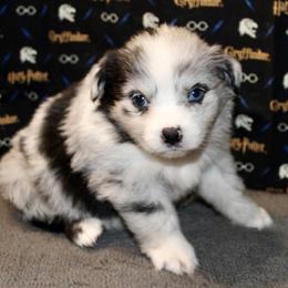 Australian Shepherd Puppies from HP Aussie Kennels