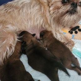 Brussels Griffon Puppies from Karen Marquez