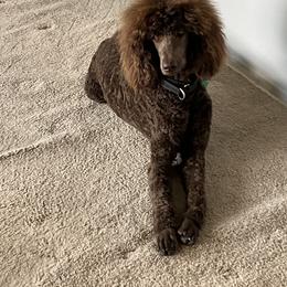 Poodle All Grown Up from Sweet Standards
