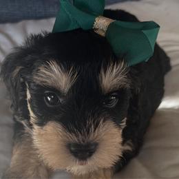 Diva - Parti female Miniature Schnauzer puppy in Carriere, Mississippi from Sassy Schnauzers