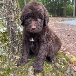 Roman - Chocolate male Goldendoodle puppy in New Ringgold, Pennsylvania from Hawk Mountain Doodles