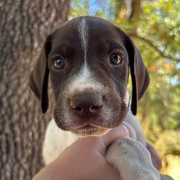 Dill - black collar - Liver and white male German Shorthaired Pointer puppy in Mokelumne Hill, California from Underhill GSP