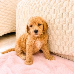 Yellow Color Girl - Apricot female Goldendoodle puppy in Loma Rica, California from BloomingPuppies