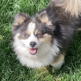 Luke - Pomsky