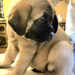 Mastiff puppies from Mikayel Nikogosyan