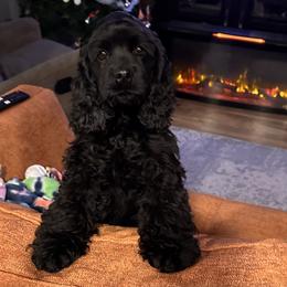 Cocker Spaniel Puppies from Anastasia Knight's Cocker Spaniels