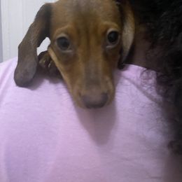 Lily - Red female Dachshund puppy in New York, New York from Sausagedog-NYC