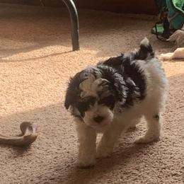 Marbles - Parti male Poodle puppy in Haddam, Kansas from Golden B Acres