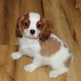 Cody - Blenheim male Cavalier King Charles Spaniel puppy in Leonard, Texas from Rising Star Kennels