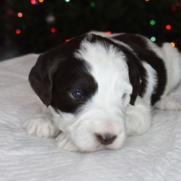 Australian Labradoodle Puppies from Frosty Hill Australian Labradoodles