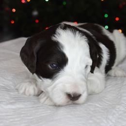 Australian Labradoodle Puppies from Frosty Hill Australian Labradoodles