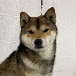 Kuma - Shiba Inu