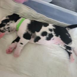 Green collar boy - Harlequin male Great Dane puppy in Gansevoort, New York from Fancy Danes
