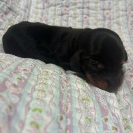 Layla - Black and tan female Dachshund puppy in Dobson, North Carolina from Oakleys Dachshund Haven