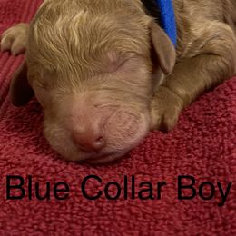 Poodle Puppies from Rock Creek Royal Poodles