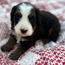 Woody- red collar - Tri-color male Bernedoodle puppy in Colorado Springs, Colorado from Mercy Mountain Bernedoodles