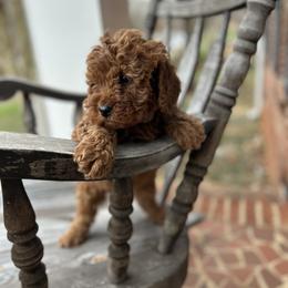 Yellow boy - Red  male Goldendoodle puppy in Mint Hill, North Carolina from DoodleForever