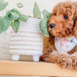 Bernedoodle, Goldendoodle, and Poodle Puppies from Florida Pumpkadoodles