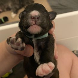 Schnoodle Puppies from Noodle Tings Puppies