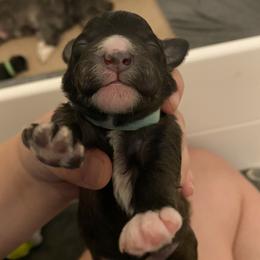 Schnoodle Puppies from Noodle Tings Puppies