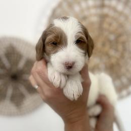 Maple - Apricot female Goldendoodle puppy in S AI Nt John, Indiana from Lulu's Goldendoodles