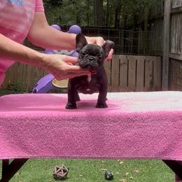 Blaze - Brindle male French Bulldog puppy in Kirbyville, Texas from Empire Bulldogs & French Bulldogs