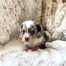 Lumière - Dapple male Dachshund puppy in Casper, Wyoming from Daisy's Doxies