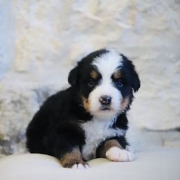 Nutmeg - Tri-color female Bernese Mountain Dog puppy in Mount Pleasant, Utah from Bernese Mountain Dogs at Monte Vida Chalet