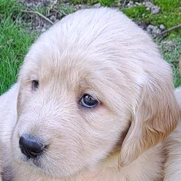 Girl 1 - Light golden female Golden Retriever puppy in Loomis, California from Davids Golden Retrievers