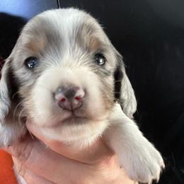 Wizard, aka Wiz - Dapple male Dachshund puppy in Bigfork, Minnesota from Dachshunds Up North