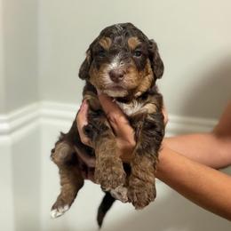 Girl 2 Purple collar - female Golden Mountain Doodle puppy in Spring, Texas from The Doodle Den