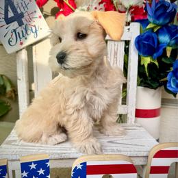 Paris - Wheaten female Miniature Schnauzer puppy in Independence, Missouri from Crown Schnauzers KC