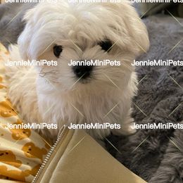 Maltese Puppies from JennieMiniPets