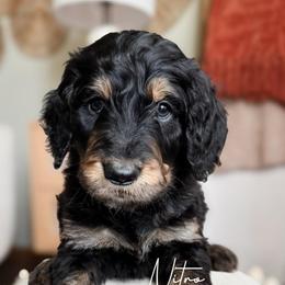 Nitro - Phantom male Bernedoodle puppy in Aubrey, Texas from Four Willows Farm