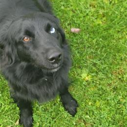 Raven - Australian Shepherd