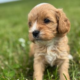 Pita - Brown female Cavapoo puppy in Hallsville, Missouri from Cedar Hill Pups