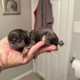 Uno - Blue and white male Shih Tzu puppy in Farmington, New York from Darla’s Furever Shih Tzu